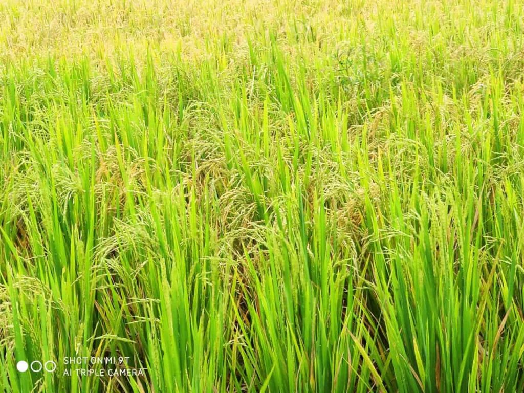 Rice ready for harvesting in Bali