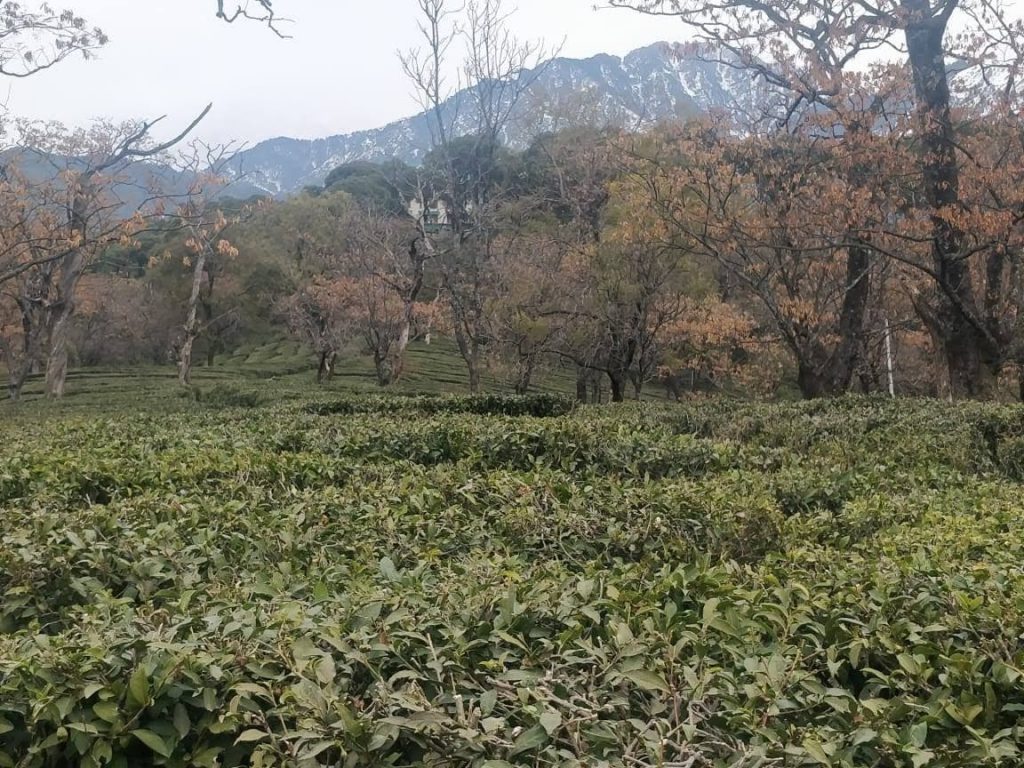 Tea Garden, Mcleodganj