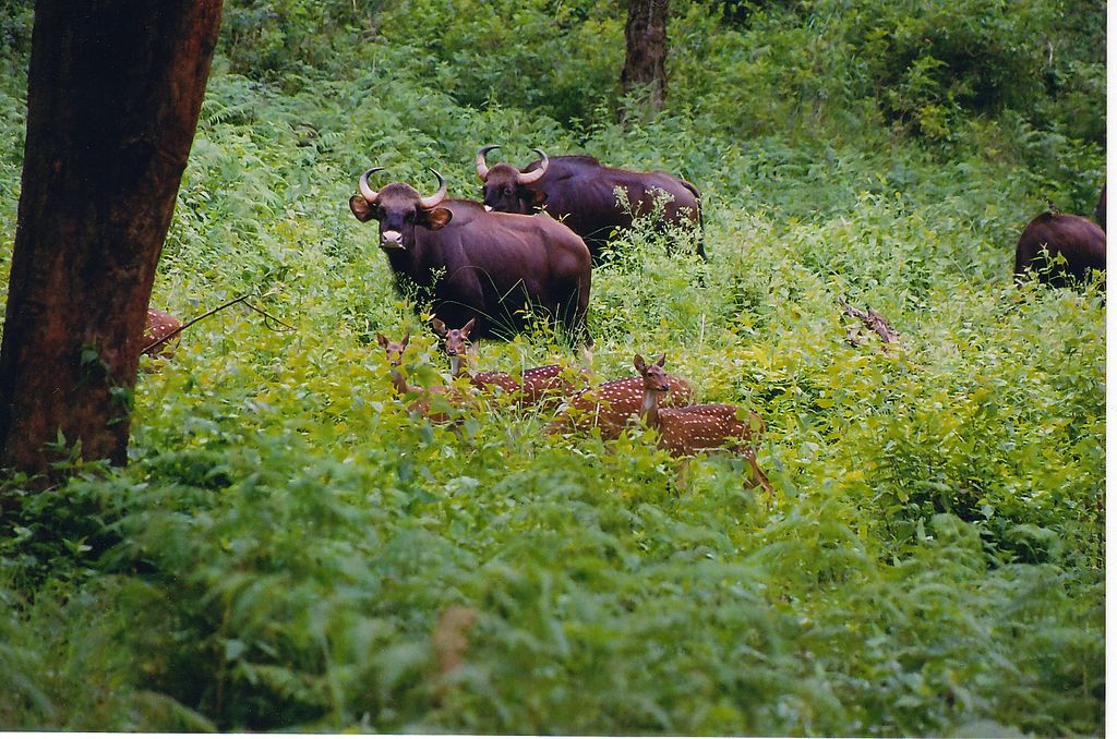 Bison herd at BR Hills places near Bangalore