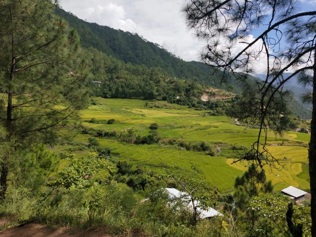 Paddy fields of Punakha
