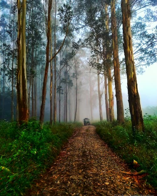 Marayoor sandalwood forest in Munnar travel guide