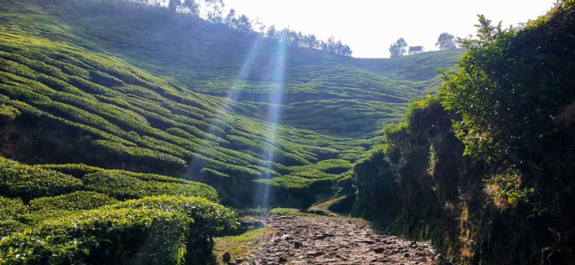 Kolukkumalai Trip World s Highest Tea Plantation