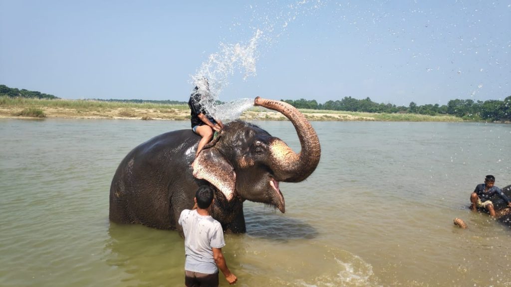 Elephant bathing in Chitwan National Park Nepal