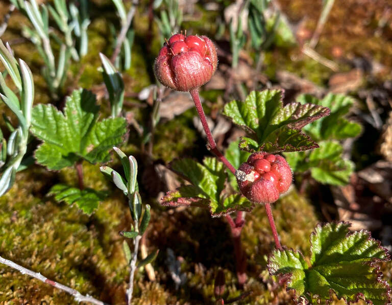 Berry picking in Rovaniemi