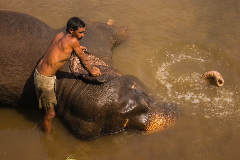 Elephant bath in Thekkady elephant camp