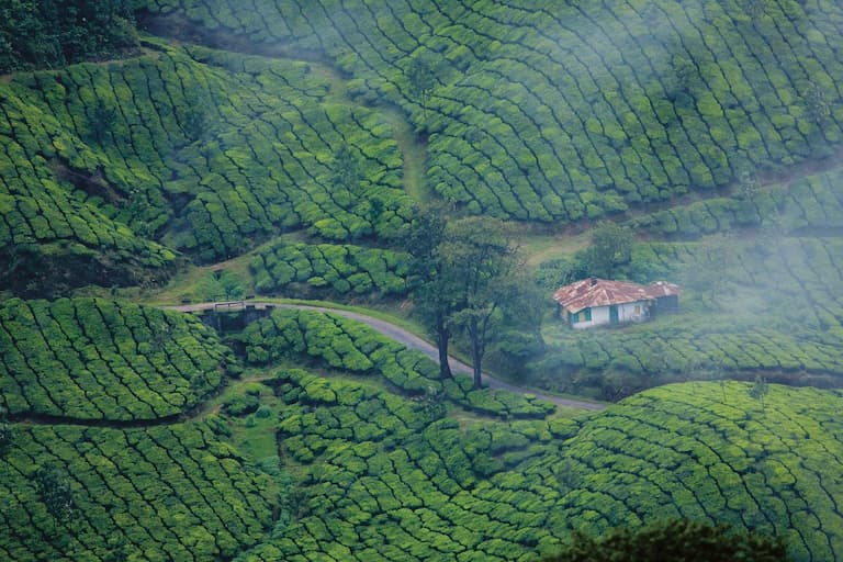 Tea estate in Thekkady