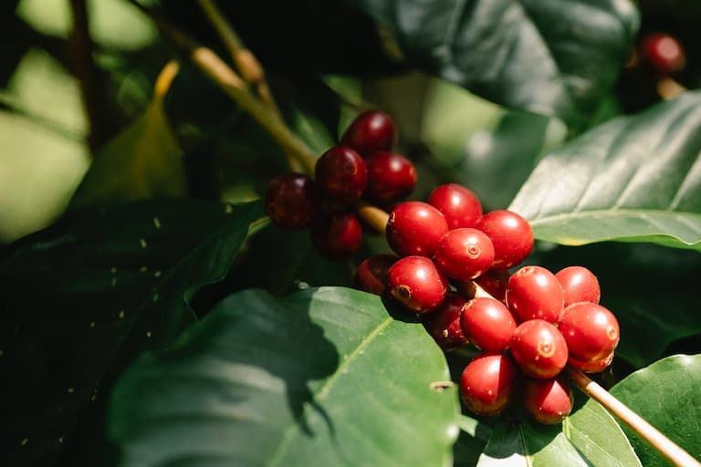 Coffee bean in Thekkady