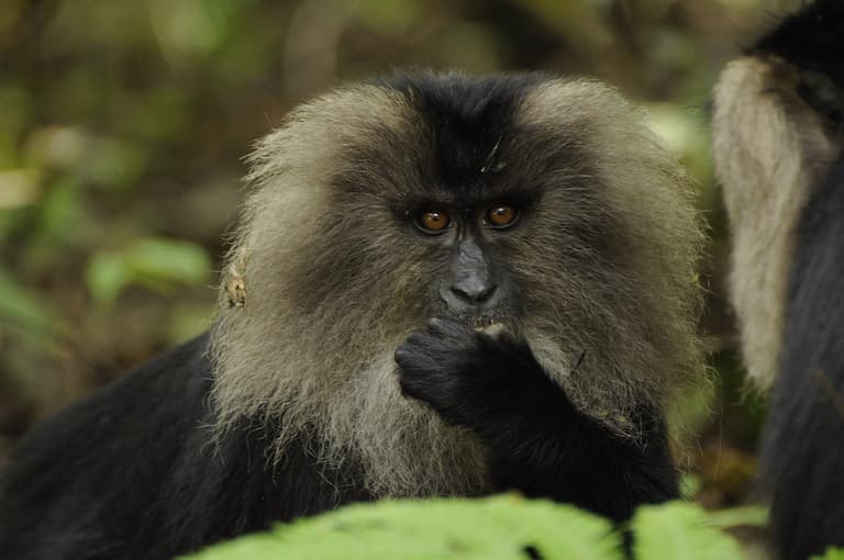 Monkey in Thekkady tourist places