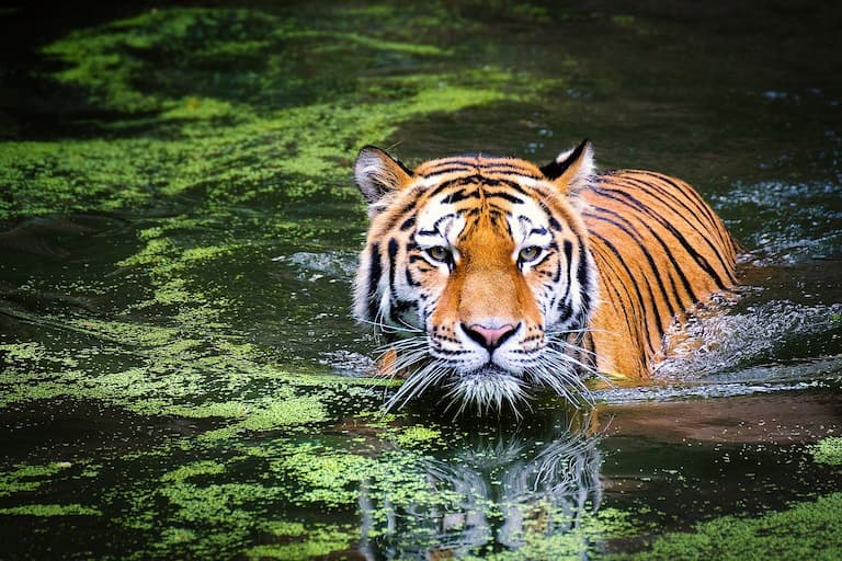 Tiger in periyar tiger reserve Thekkady