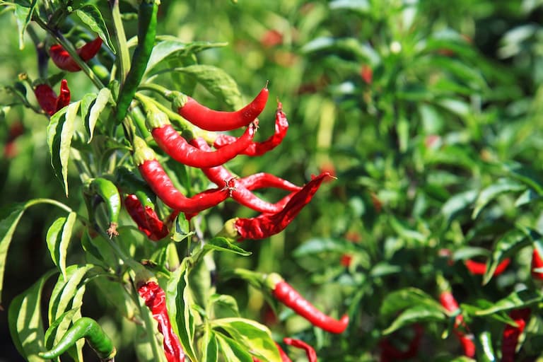 Spice garden in thekkady tourist places