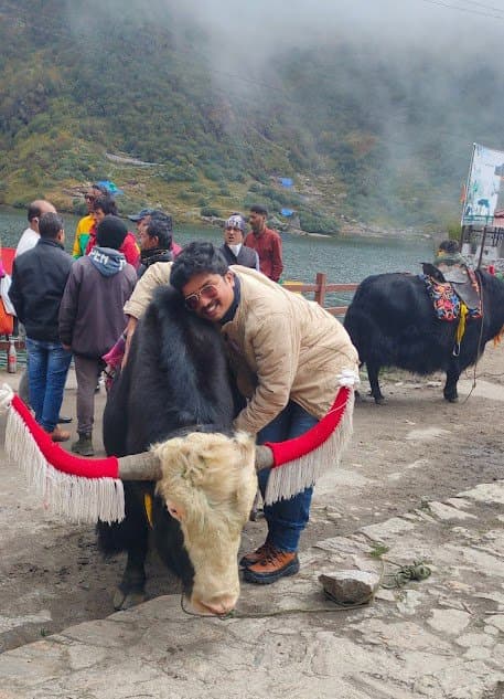 Yak at Tsongmo lake in sikkim