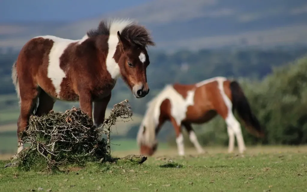 Dartmoor pony in Devon is a winter destinations in UK